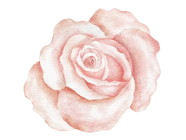 Dibujo de una rosa